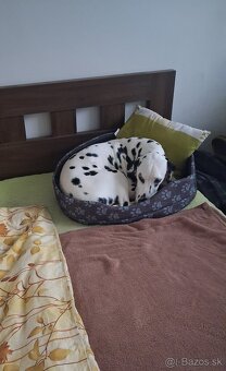 pelech pre psa - nový - 4