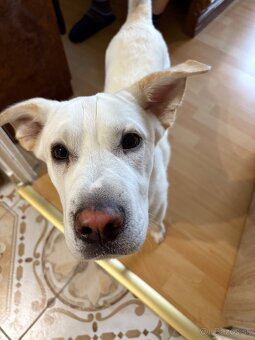 Stráženie psov a mačiek - 4