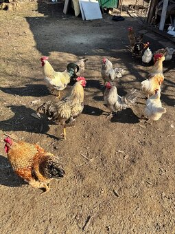 Predám kohútov - 4