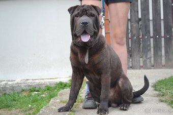 crossbreed molosser - 4