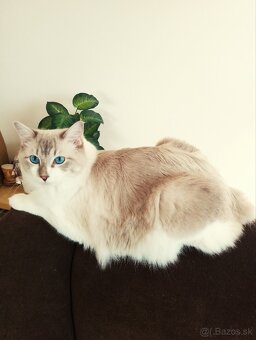 Ragdoll - 4
