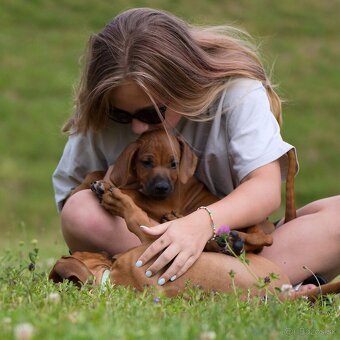 Šteniatka Rhodesian Ridgeback - 4