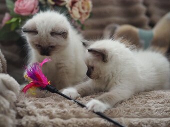 Ragdoll mačiatka s PP - 4