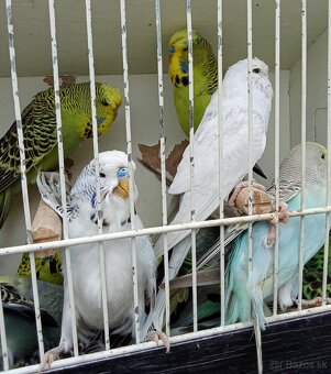 Vystavne andulky,duhove andulky - 4