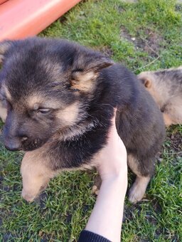 Nemecký ovčiak - 4