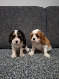 Cavalier kavalier king charles spaniel - 4
