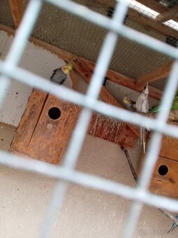 Andulky a korely - 4