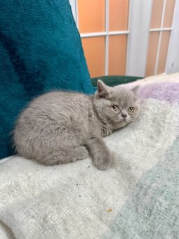 Britské mačiatka, Britská modrá - 4