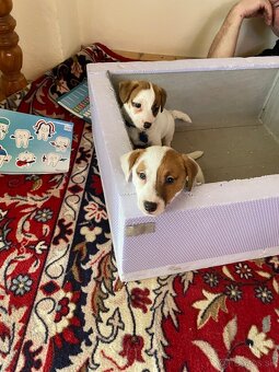 Jack russel terier bez PP - 4