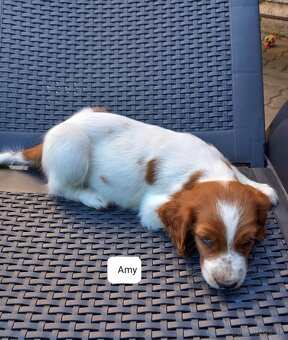 Welsh springerspaniel - 4