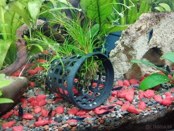 🦐KREVETKY🦐 Neocaridina 💙Blue Dream💙 - 4