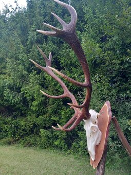 Trofej_parohy_parožie_zhody_jeleň - 4