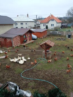 Brojlerove kačice - 4