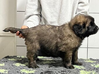 Leonberger s PP - 4