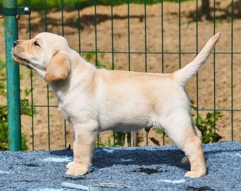 Labrador steniatka s PP - 4