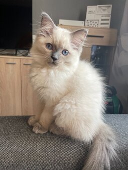 Blue Point Ragdoll - 4
