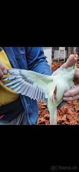 Alexander maly hlava chvost opalin - 4