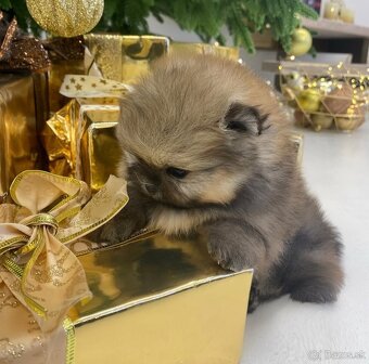 Pomeranian mini DeLuxe - 4