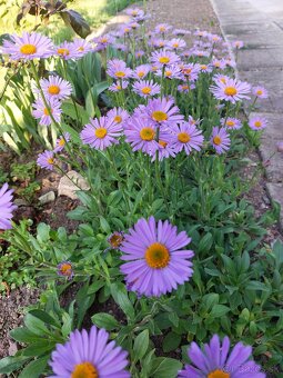 ASTRA alpínska, alpská - skalnička - 4