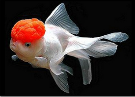 Kúpim rybky Carassius auratus red cap lionhead - levia hlava - 4
