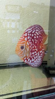 Discus, terčovce, Diskus 8 kusov - 4