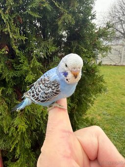 Andulka Maznačik krotká - 4