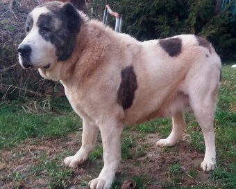 Stredoazijsky ovčiak - 4