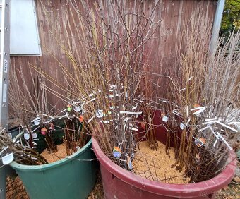 Ovocné stromčeky - 4