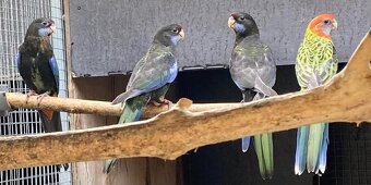 Rozely parana na ciernomodre - 4