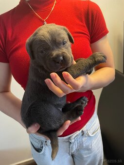 Cane Corso s PP - 4