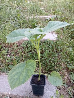 Predám sadenice paulownie - 4