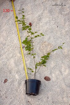 Predám Hraby, na živý plot alebo samostatnú výsadbu - 4