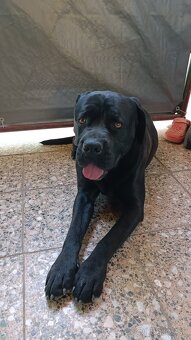 Cane Corso - Pes - 4