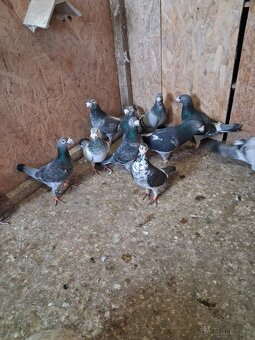 staropolske holuby - 4