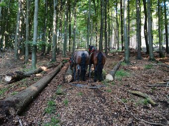 Predám ťažného valacha. - 4