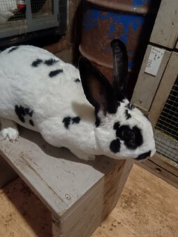 Rex Dalmatinský strakač čierny - 4