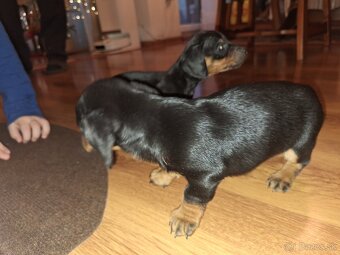 Jazvečík trpasliči krátkosrstý - 4