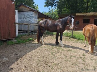 SHIRE HORSE PREDAJ/ VÝMENA - 4