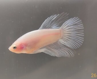 Bojovnica, betta, samec - 4