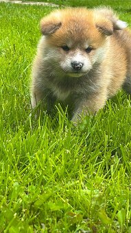 Akita Inu - 4