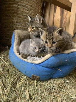 Darujem mačičky - 4