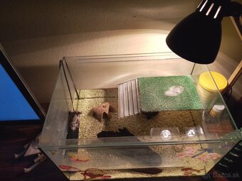 Vodná korytnačka - 4