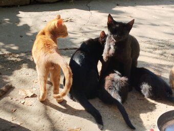 Darujeme mačičky - 4