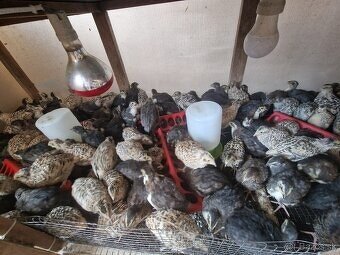 Predám japonské prepelice - 4