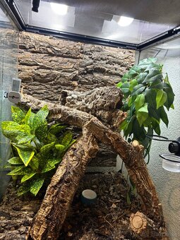 Predám terárium ZooMed s PAGEKONÓM RIASNATÝM (samec) - 4