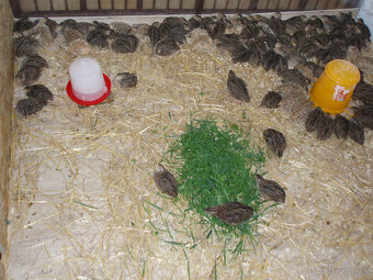 Prepeličie vajíčka - 4