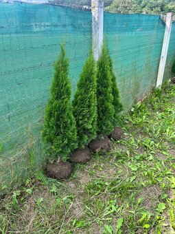 Tuja Smaragd AKCIA 160cm/10€ (dovoz celá SR) - 4