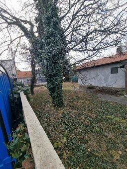 DARUJEM DREVO ZA ODVOZ - 4