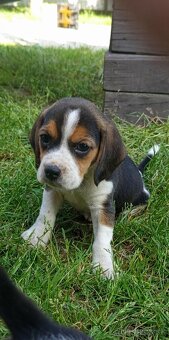 Predám Krasny Pes  Beagle - 4