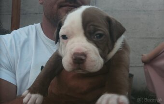 American bully - ch.s. Family Muscle Bullies - 4